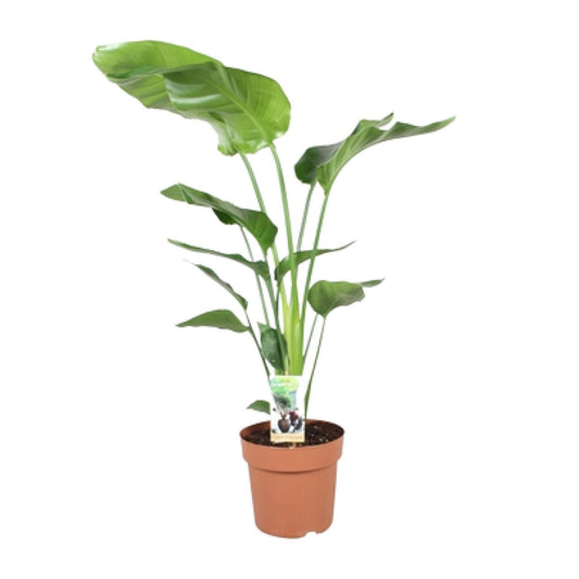 Strelitzia Nicolai - Ø21cm - ↨90cm