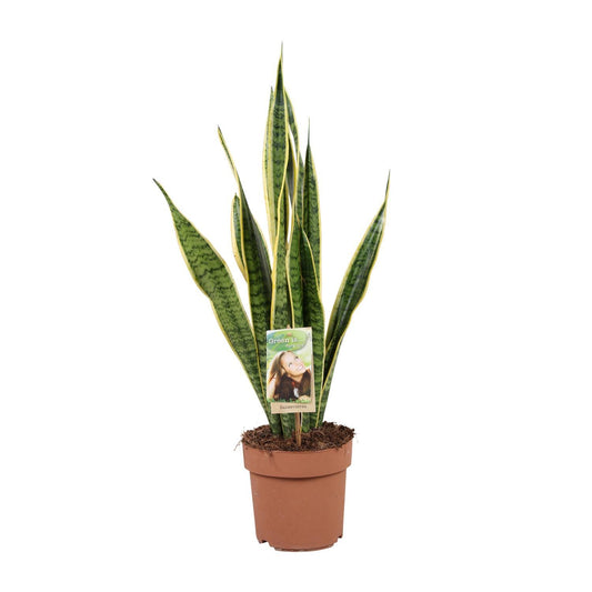 Sansevieria Trifasciata Laurentii - Ø17cm - ↨60cm