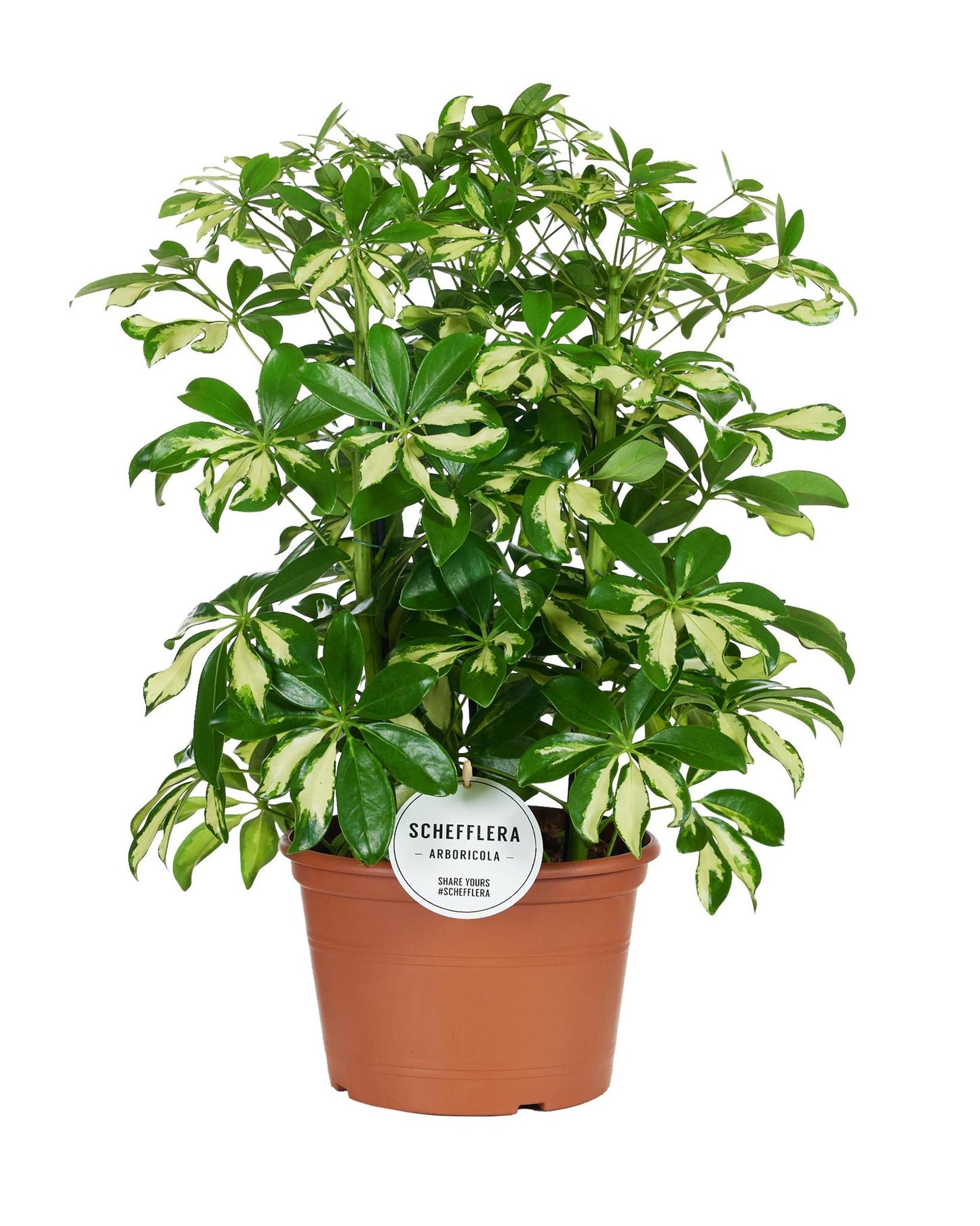 Schefflera Gerda - Ø21cm - ↨55cm