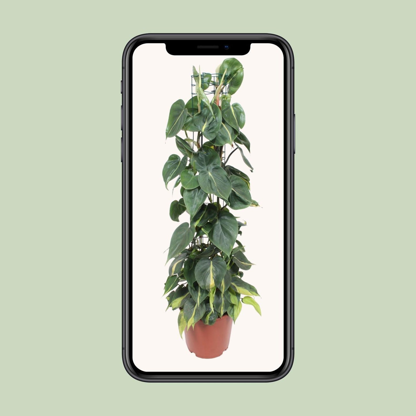 Philodendron Scandens Brasil - Ø24cm - ↨120cm