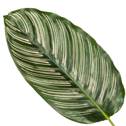 Calathea Sanderiana - Korbmarante - ↨80 cm - Ø19cm