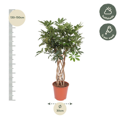 Schefflera Arboricola Compacta mit Stamm - ↨140cm - Ø30cm