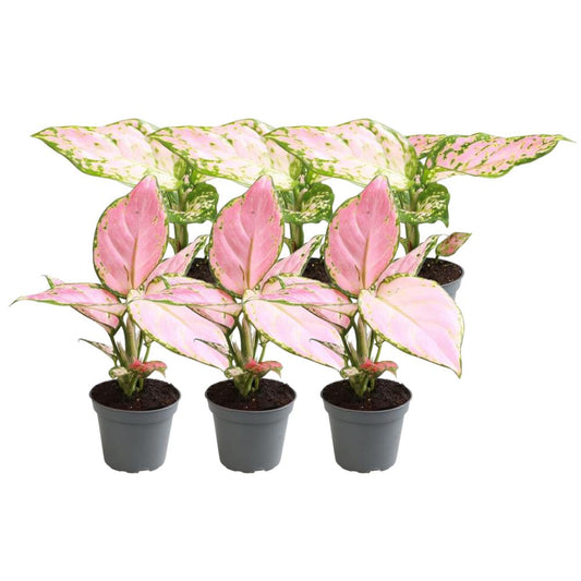 6x Aglaonema -Kolbenfaden