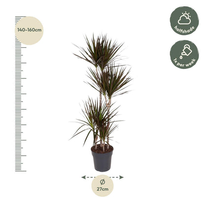 Dracaena Magenta - Drachenbaum - ↨150 cm - Ø27cm