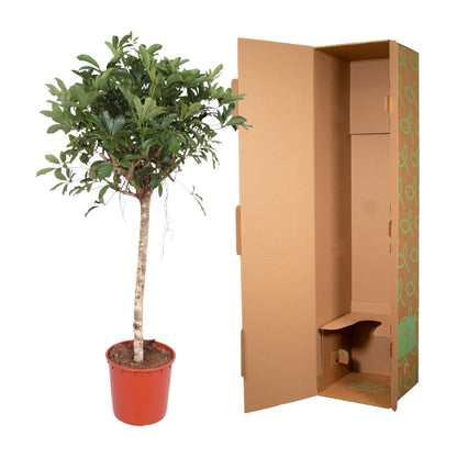 Schefflera Arboricola Compacta - ↨150 cm - Ø34cm