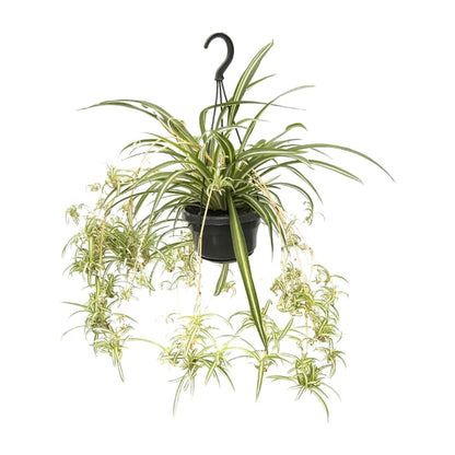 Chlorophytum Comosum - Grünlilie - Ø14cm - ↨55cm