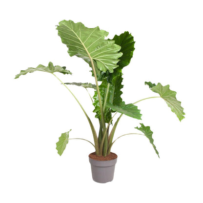 Alocasia Portodora - Elefantenohr - ↨150 cm - Ø32cm