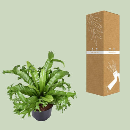 Asplenium Nidus Crissie - Nestfarn - ↨55cm - Ø23cm