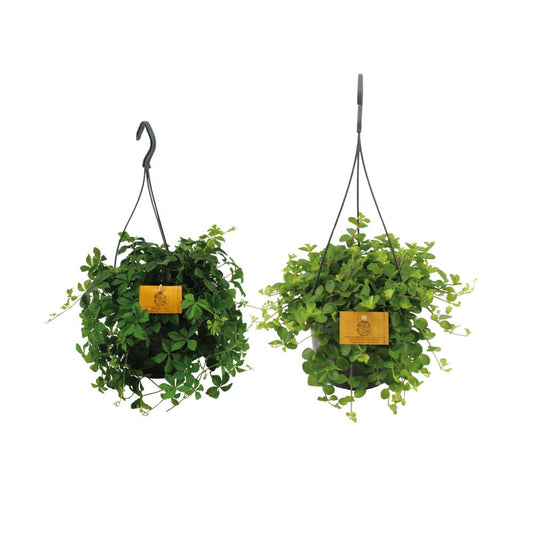 2x Hängepflanzen-Duo - Efeututen - Ø15cm - ↨25cm