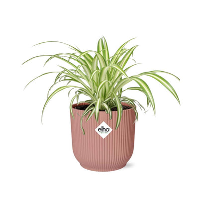 Chlorophytum Comosum - Grünlilie - 10cm-20cm in ELHO Vibes Fold 14cm rosa