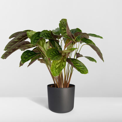 Calathea Flammenstern - Pfauenpflanze- ↨75cm - Ø19cm