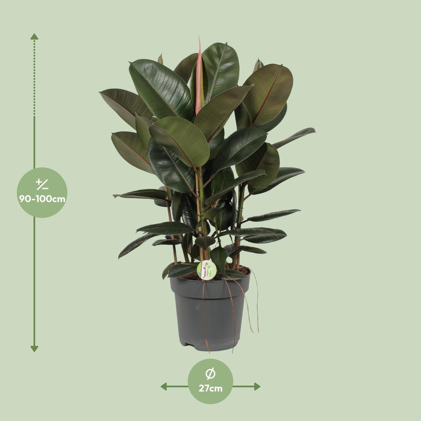 Ficus Robusta - Gummibaum - Ø27cm - ↨90cm