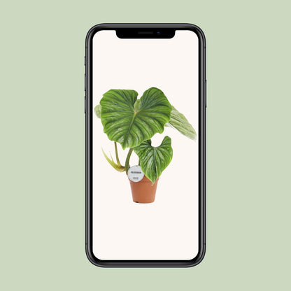 Philodendron Plowmanii - Ø15cm - ↨50cm