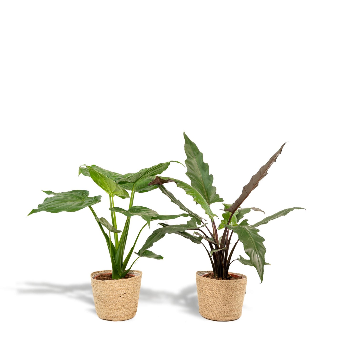 Alocasia Cucullata -↨60cm - Ø19cm + Alocasia Lauterbachiana - ↨75cm - Ø19cm + Korb Selin