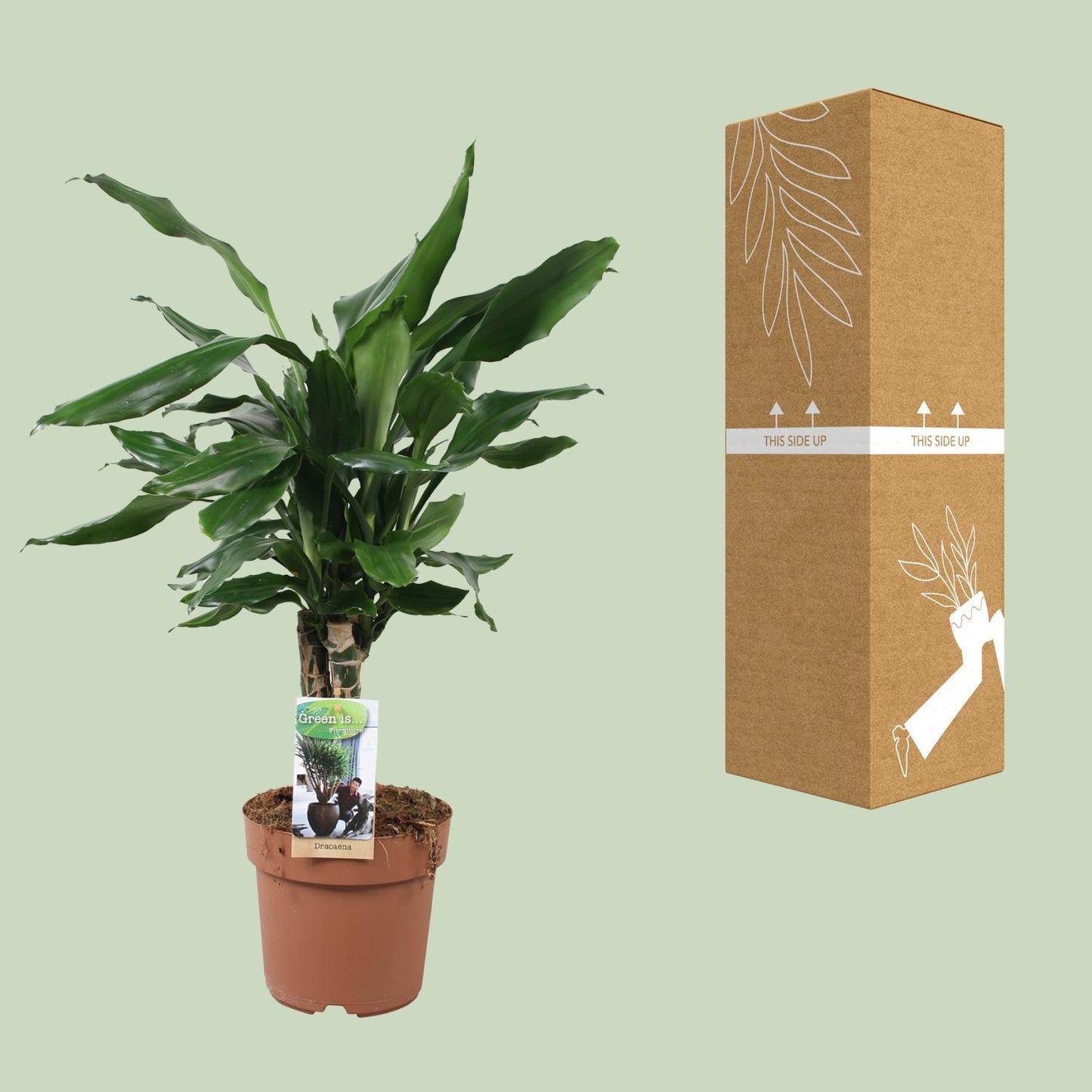 Dracaena Steudneri - Drachenbaum - Ø17cm - ↨55cm