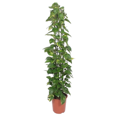 Epipremnum Aureum mit Gittergestell - ↨160cm - Ø27cm