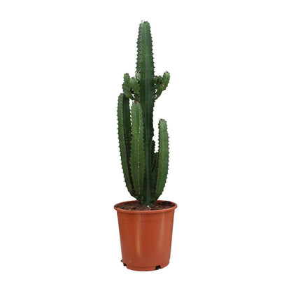 Euphorbia Acrurensis - Ø24cm - ↨95cm