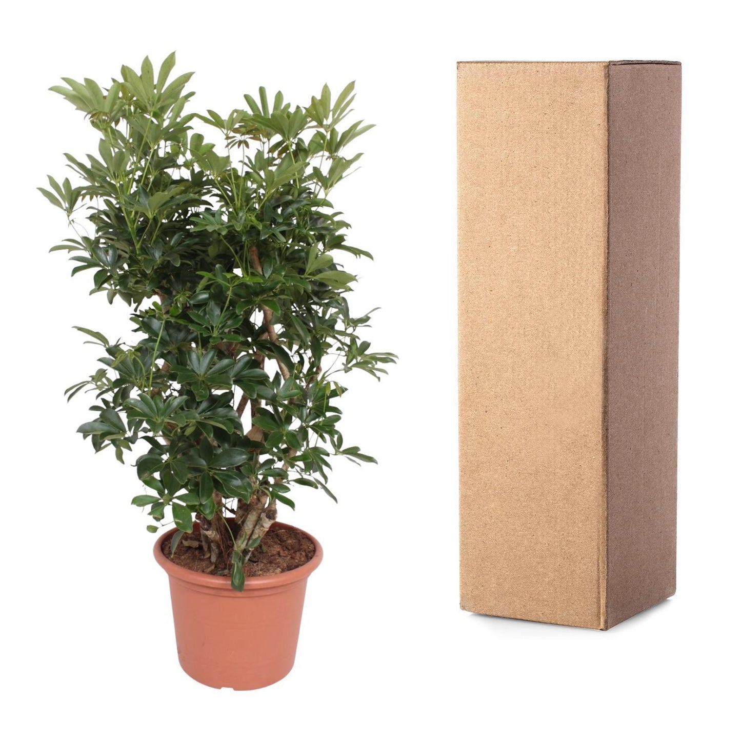 Schefflera Arboricola Compacta verzweigt - ↨140cm - Ø40cm