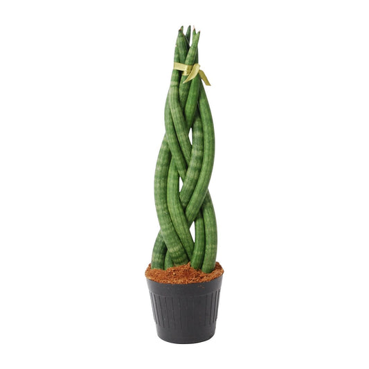 Sansevieria cylindrica 'Twist' - ↨40cm - Ø10,5cm