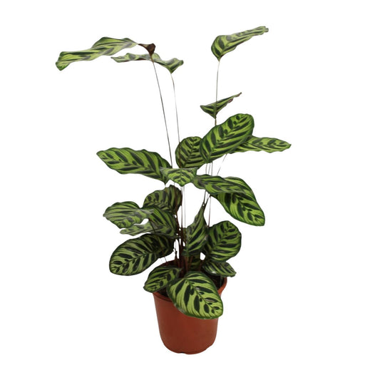 Calathea Makoyana - Ø21cm - ↨55cm