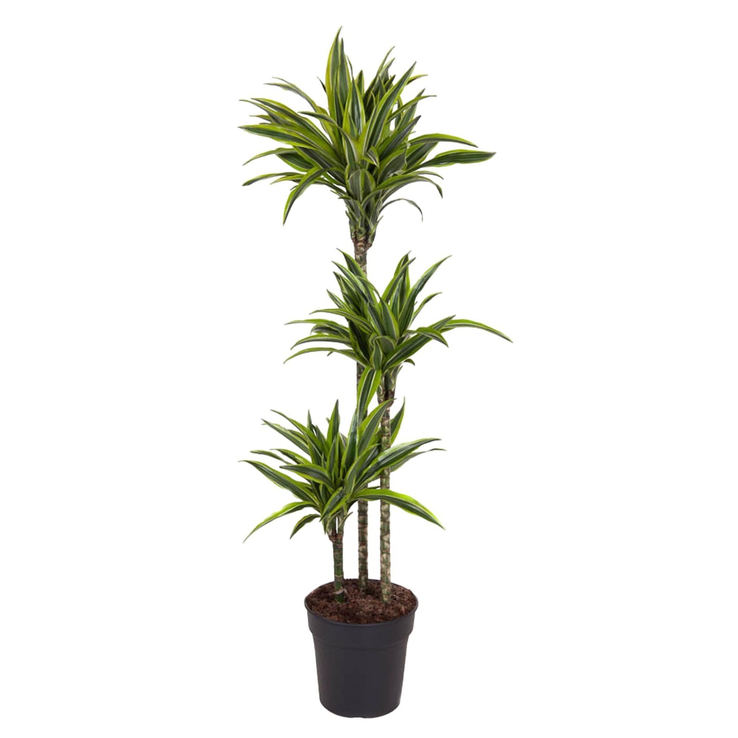 Dracaena Lemon Lime - Drachenbaum - Ø140cm - ↨24cm