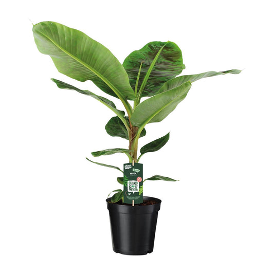 Musa Dwarf Cavendish - Bananenpflanze - Ø21cm - ↨90cm