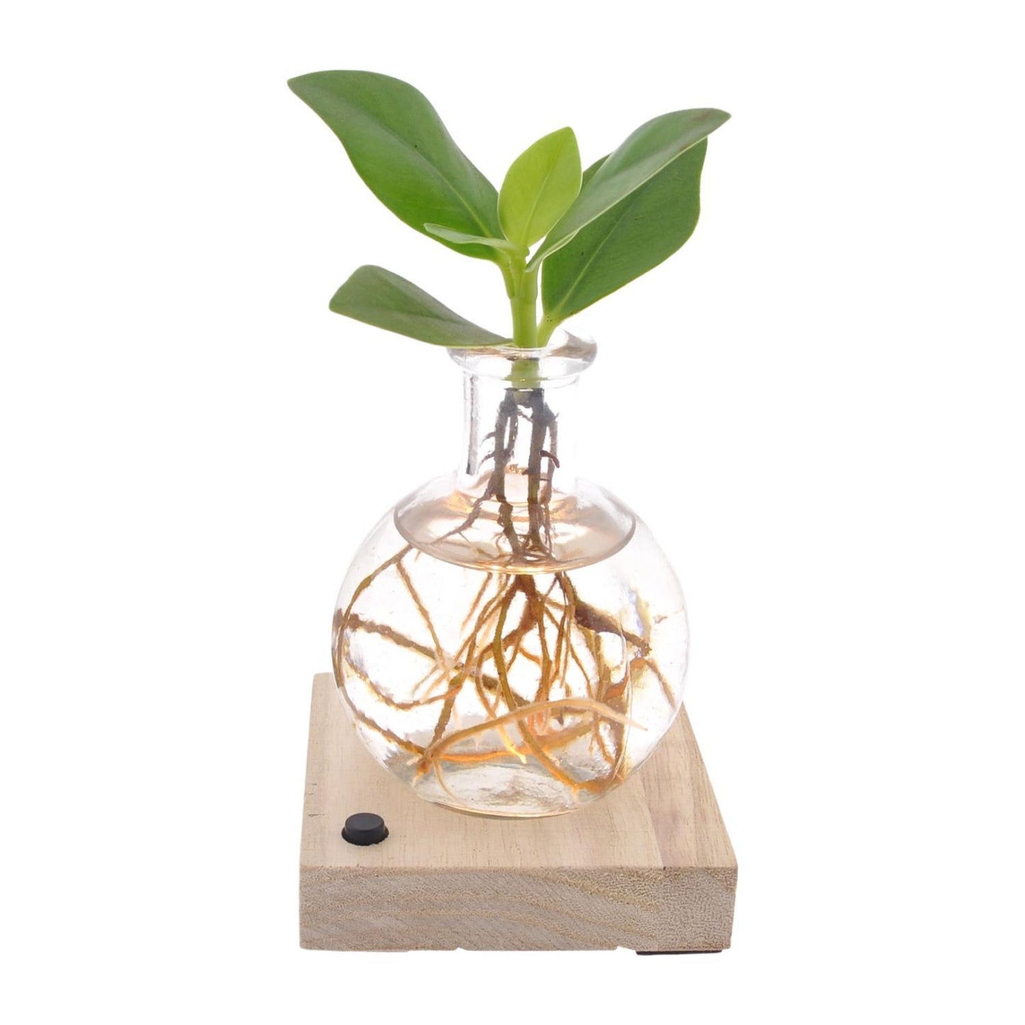 Clusia - Autographenbaum - im Glas mit LED - Ø5cm - ↨10cm