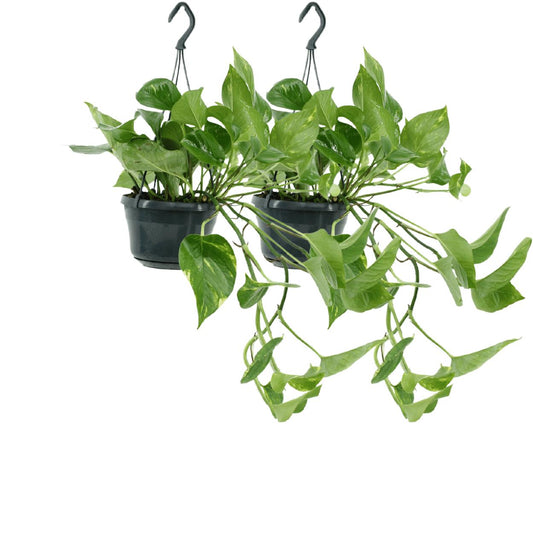 2x Epipremnum Aureum - Scindapsus - Efeutute - ↨25cm - Ø15cm