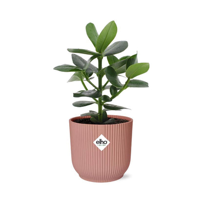 Clusia  - Autographenbaum - 20cm-30cm in ELHO Vibes Fold  14cm rosa