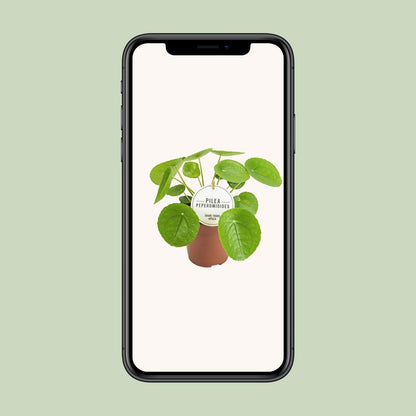 Pilea Peperomioides - Ø13cm - ↨20cm