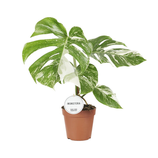 Monstera Deliciosa Variegata - Ø15cm - ↨45cm