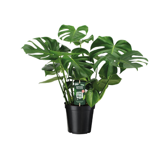 Monstera Deliciosa - Lochpflanze - ↨70cm - Ø21cm