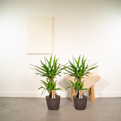 2x Yucca - ↨90cm - Ø17cm