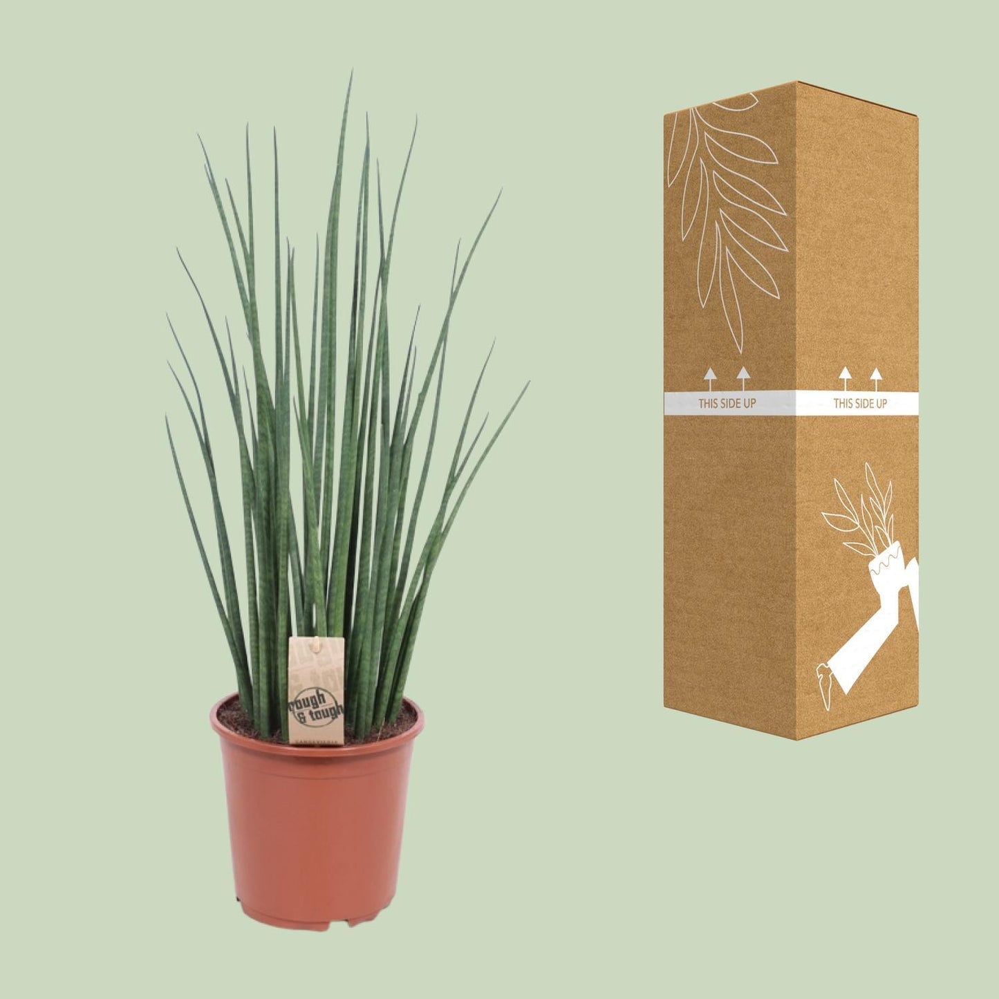 Sansevieria Mikado - Ø19cm - ↨70cm