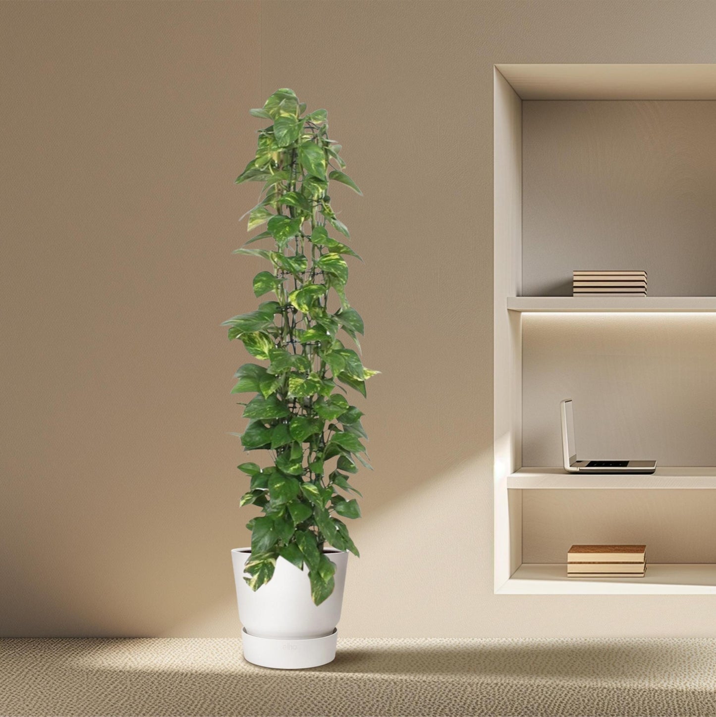 Epipremnum Aureum mit Gittergestell - ↨160cm - Ø27cm