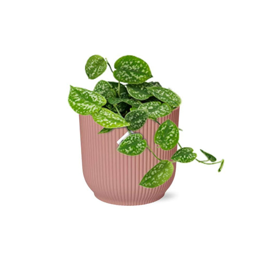 Scindapsus Pictus ‘Argyraeus’ - 10cm-20cm - in ELHO Vibes Fold Topf 14cm rosa