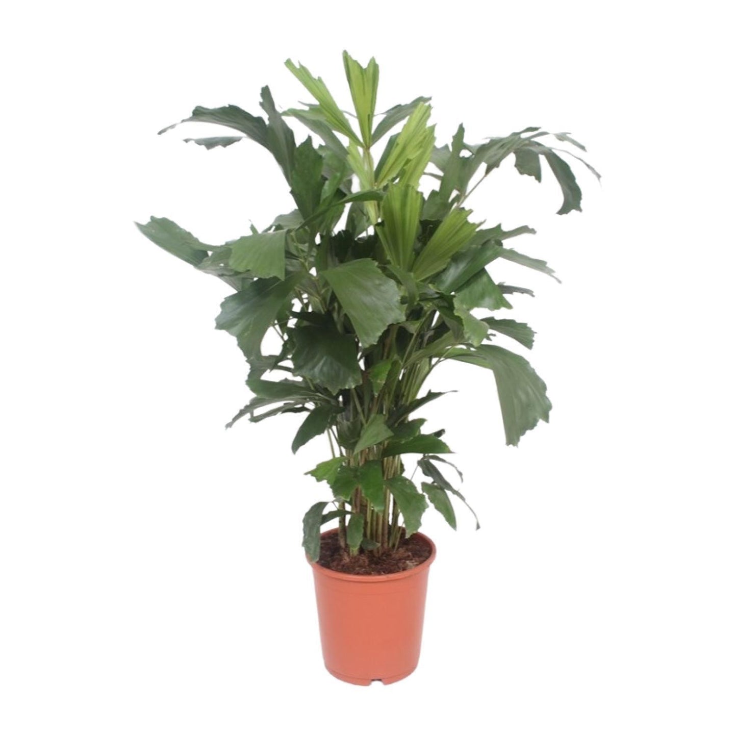 Caryota Mitis - Fischschwanzpalme -  Ø24cm - ↨110cm