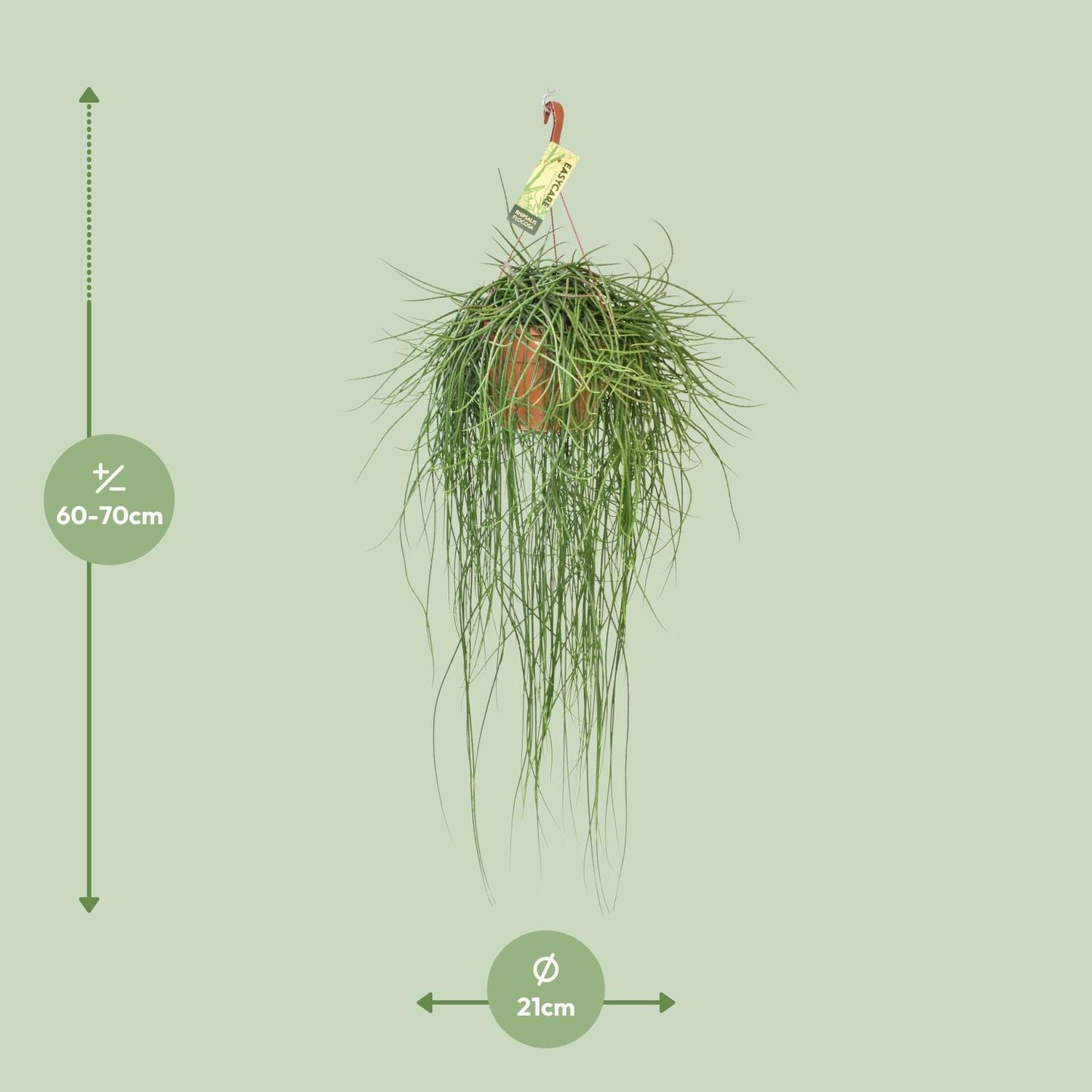 Rhipsalis Floccosa - Ø21cm - ↨70cm