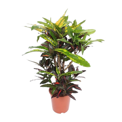 Codiaeum Mango - Ø27cm - ↨110cm