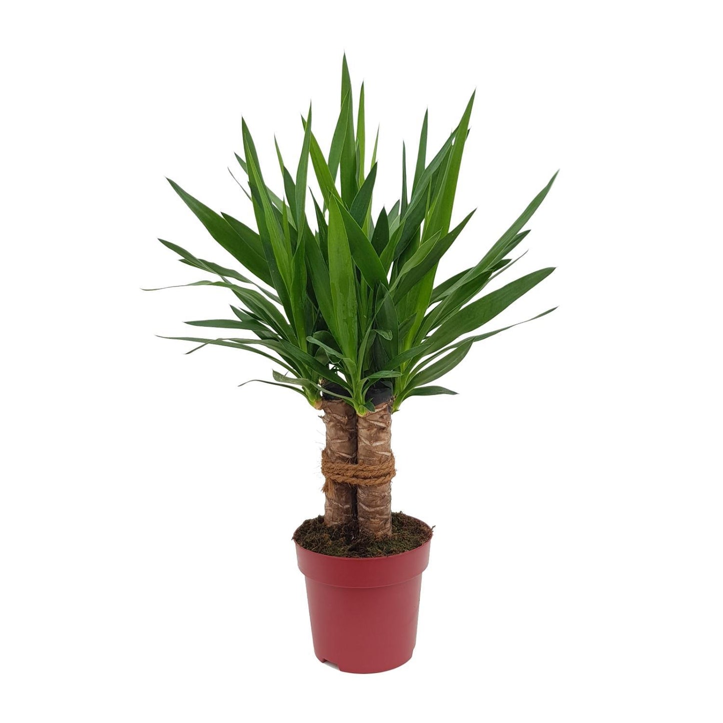 Yucca "Tres Cañas" mit Stamm - Ø19cm - ↨70cm