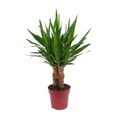 Yucca "Tres Cañas" mit Stamm - Ø19cm - ↨70cm