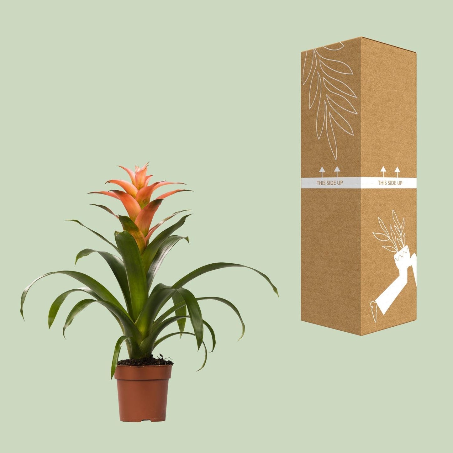 Guzmania Melissa - Ø12cm - ↨45cm