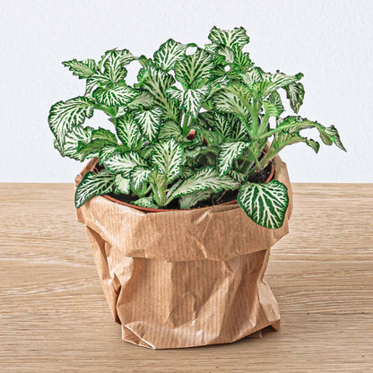 Starterpaket  Pflanzen-Terrarium - Jungle 5 - Kaffeebaum - Farn - Palme - 2x Fittonia - Nachfüllung