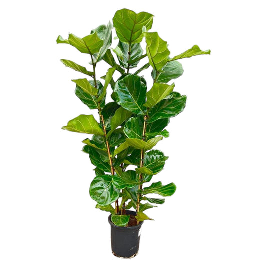 Ficus Lyrata mit Stamm - ↨160cm - Ø30cm