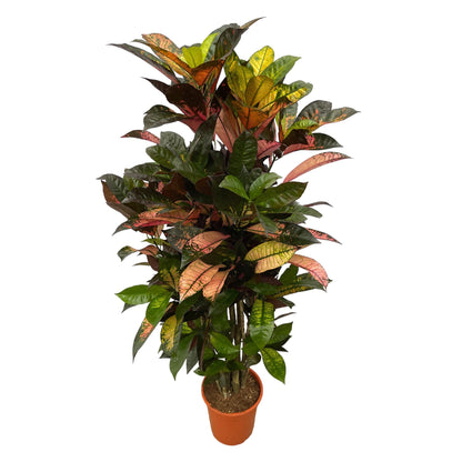 Codiaeum  Iceton - ↨130 cm - Ø21cm