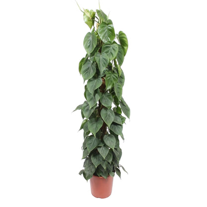 Philodendron Scandens  - Ø27cm - ↨150cm