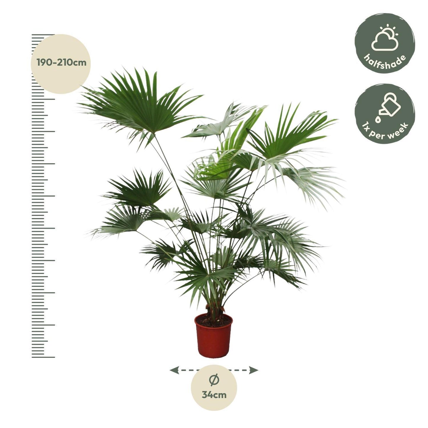 Livistona Chinensis - Chinesische Fächerpalme - ↨200cm - Ø34cm