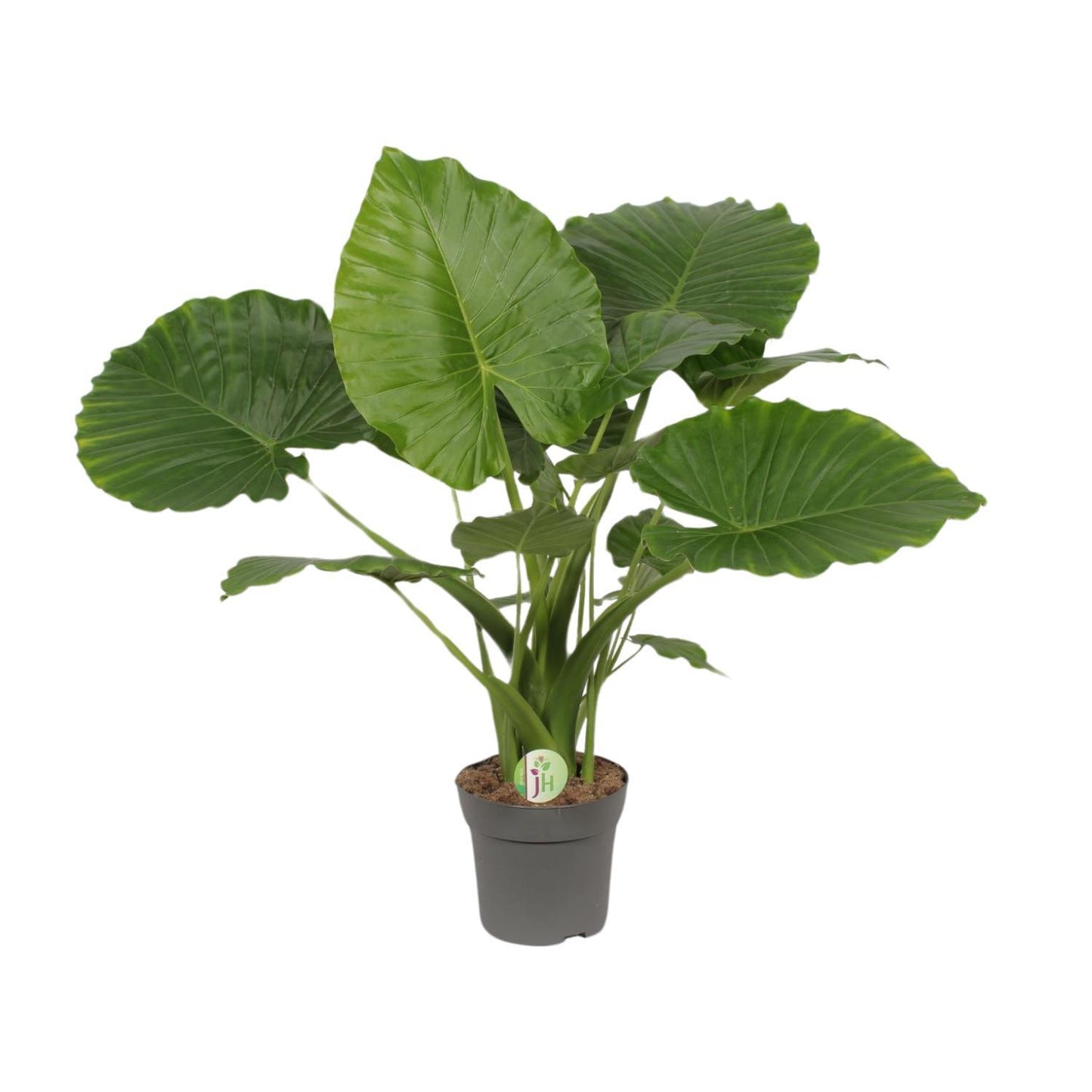 Alocasia Gageana California - Elefantenohr - ↨80cm - Ø21cm