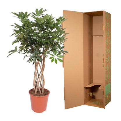 Schefflera Arboricola Compacta mit Stamm - ↨140cm - Ø30cm