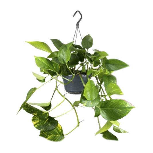 Epipremnum Pinnatum - Ø15cm - ↨25cm